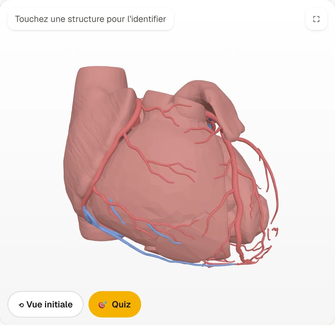 Modèle 3D du cœur et des vaisseaux coronaires